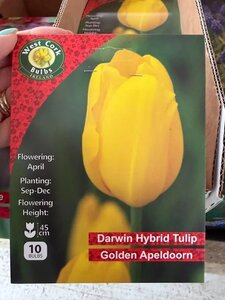 Tulipa Golden Apeldoorn 10 Bulbs
