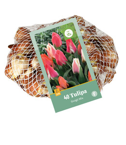 Tulipa Greigii Mixed 40 Bulbs