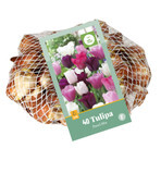 Tulipa Pastel Mixed 35 Bulbs