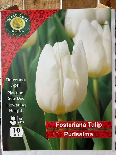 Tulipa Purissima 10 Bulbs