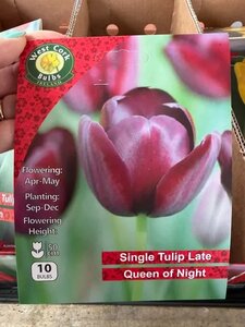 Tulipa Queen Of Night 10 Bulbs