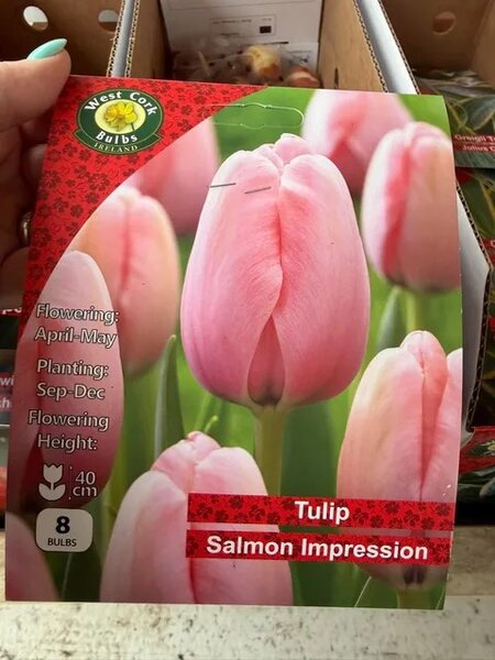 Tulipa Salmon Impression 8 Bulbs