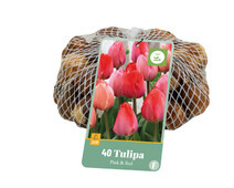 Tulipa Single Pink & Red 40 Bulbs