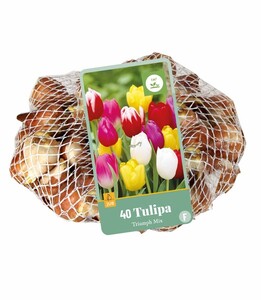 Tulipa Triumph Mixed 35 Bulbs