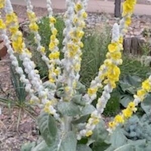 Verbascum Polar Summer - image 2