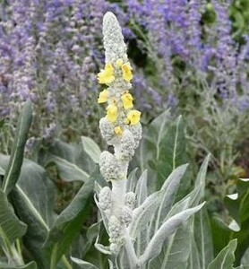 Verbascum Polar Summer - image 1