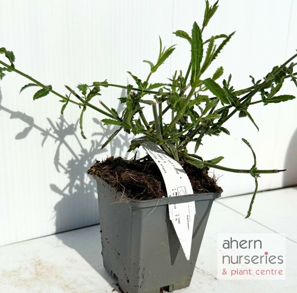 Verbena Lollipop - image 3