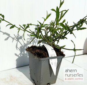 Verbena Lollipop - image 3
