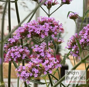 Verbena Lollipop - image 2