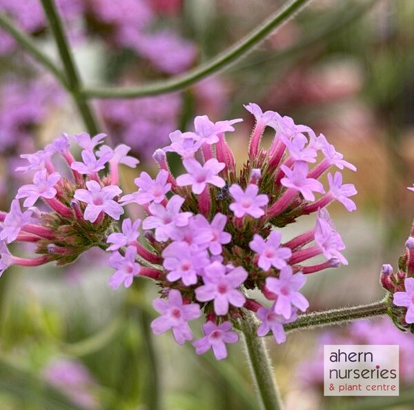 Verbena Lollipop - image 1