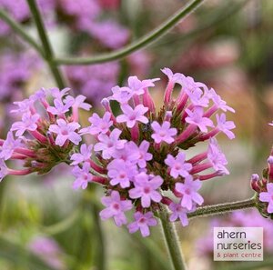 Verbena Lollipop - image 1