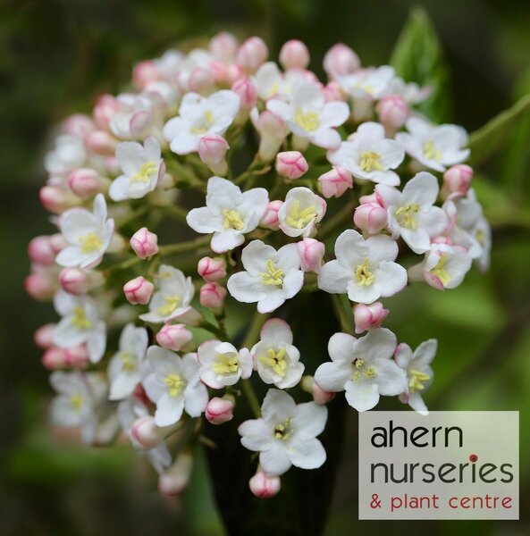 Viburnum Tinus Eve Price - image 3