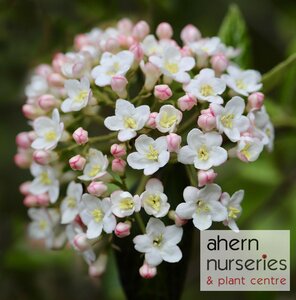 Viburnum Tinus Eve Price - image 3