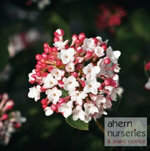 Viburnum Tinus Eve Price - image 2