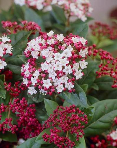 Viburnum Tinus Eve Price - image 1