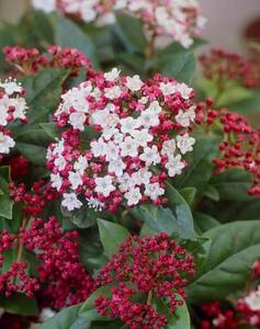 Viburnum Tinus Eve Price - image 1